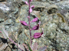Streptanthus glandulosus pulchellus