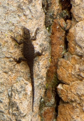 Sceloporus minor