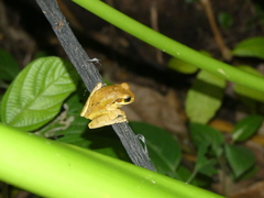 Smilisca phaeota