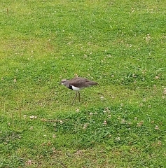 Vanellus chilensis