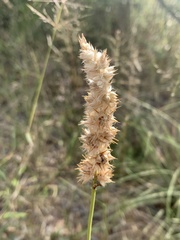 Cyphocarpa angustifolia