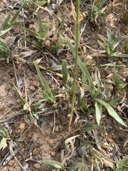 Cyphocarpa angustifolia