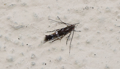 Cosmopterix pulchrimella