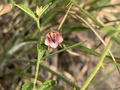 Hermannia boraginiflora
