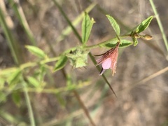 Hermannia boraginiflora
