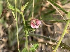 Hermannia boraginiflora