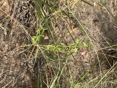 Hermannia boraginiflora