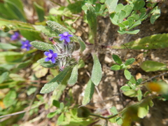 Anchusa aggregata