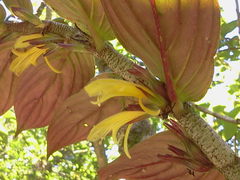 Columnea verecunda