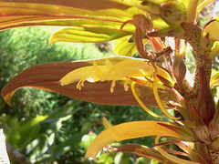 Columnea verecunda