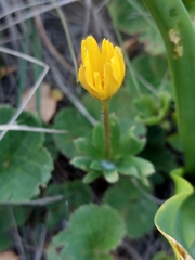 Anemone palmata