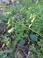 Oxalis pes-caprae