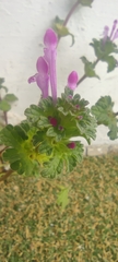Lamium amplexicaule