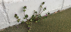 Lamium amplexicaule