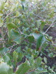 Smilax aspera