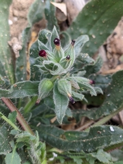 Nonea vesicaria