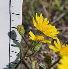 Crepis aculeata