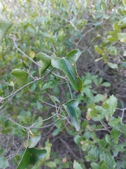 Smilax aspera