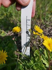 Crepis aculeata