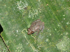 Diasporus diastema