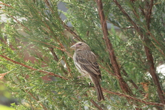 Haemorhous mexicanus