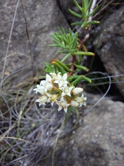 Crassula sarcocaulis