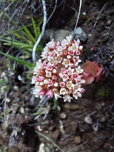 Crassula natalensis