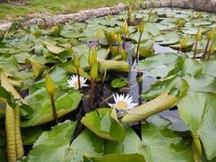 Nymphaea lotus