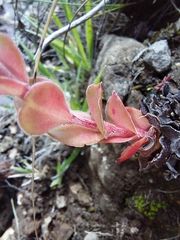 Crassula natalensis