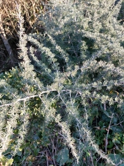 Asparagus albus
