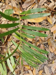 Zamia integrifolia