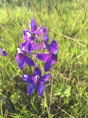 Delphinium bicolor