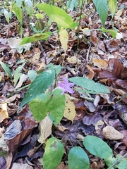 Ruellia stemonacanthoides
