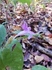 Ruellia stemonacanthoides