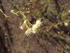 Baccharis ulicina
