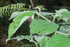 Piper pseudoasperifolium