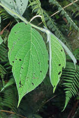 Piper pseudoasperifolium