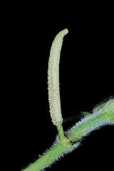 Piper pseudoasperifolium