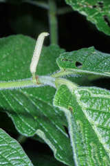 Piper pseudoasperifolium