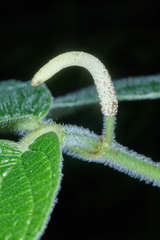 Piper pseudoasperifolium