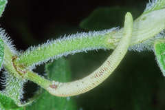 Piper pseudoasperifolium