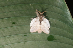 Euglyphis phedonioides