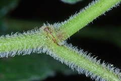 Piper pseudoasperifolium