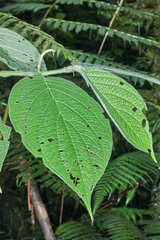 Piper pseudoasperifolium