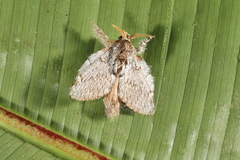 Euglyphis phedonioides