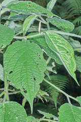 Piper pseudoasperifolium