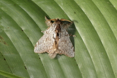 Euglyphis phedonioides