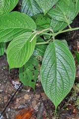 Piper pseudoasperifolium