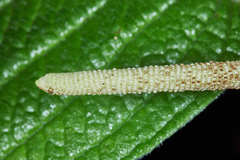 Piper pseudoasperifolium