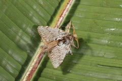 Euglyphis phedonioides